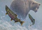 Rapid Approach - Chum Salmon-Grizzly